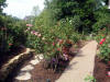 sidewalk area surrounded by roses