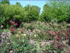 some of the 450 rose bushes in their back yard