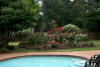 back yard rose beds with swimming pool in the foreground